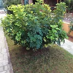 Aparthotel Achladi Beach Achladi