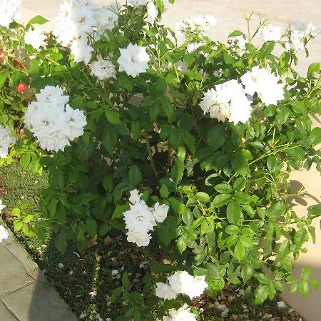 Achladi Beach 3* Achladi