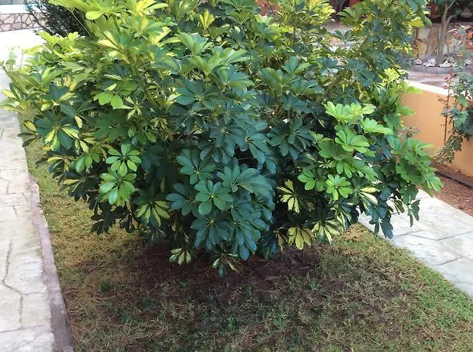 Aparthotel Achladi Beach Achladi